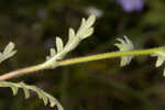 Prairie phacelia